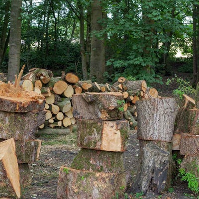 After felling or pruning trees, use the logs to create habitats and shelters for wildlife 