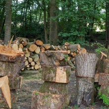 After felling or pruning trees, use the logs to create habitats and shelters for wildlife