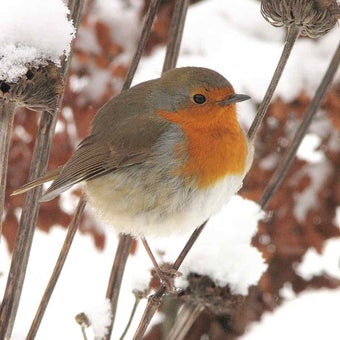 Wildlife: helping through winter