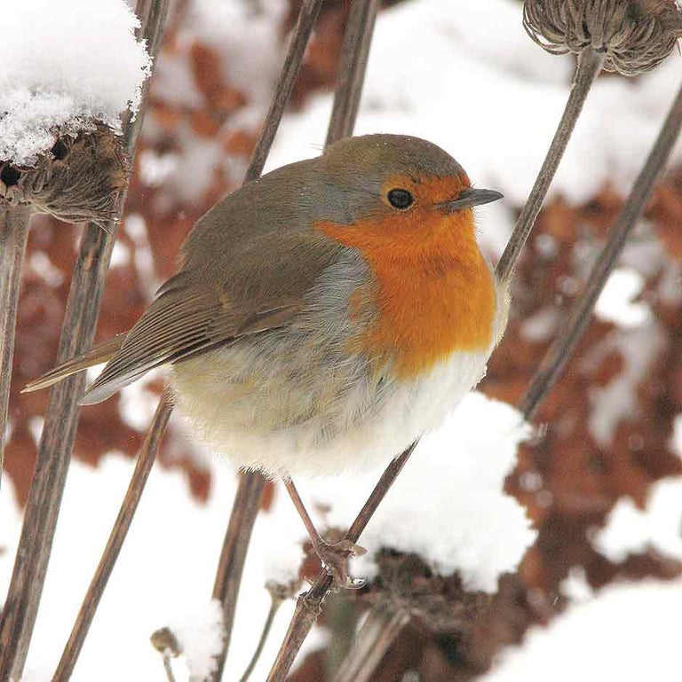 Wildlife: helping through winter