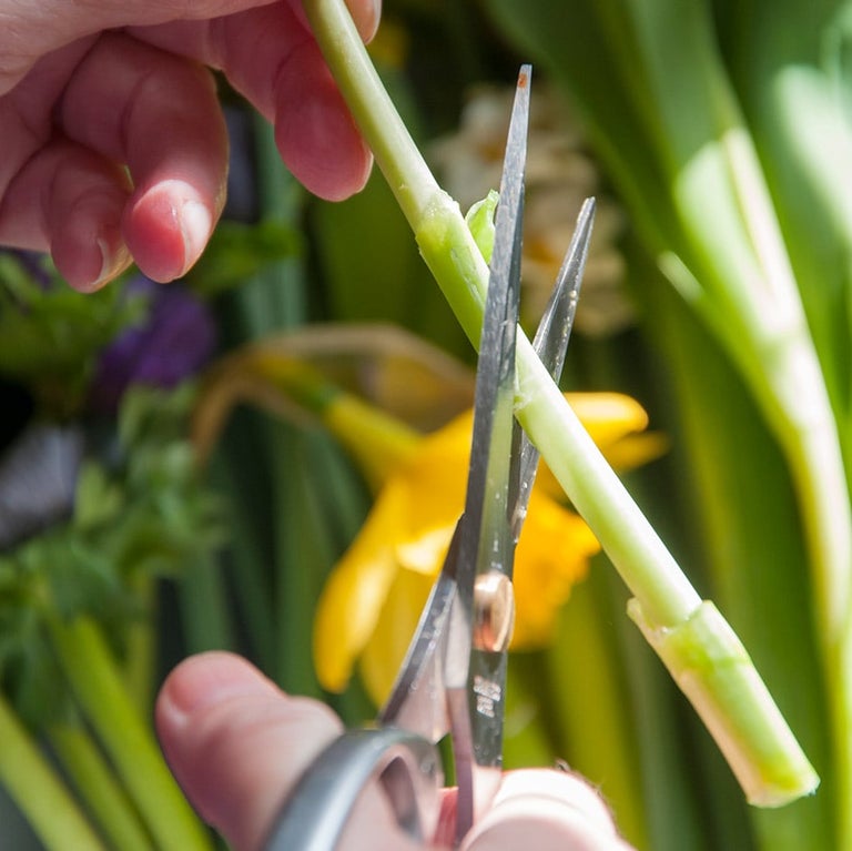 Cut flowers: cutting and conditioning