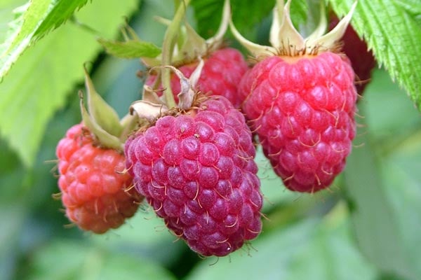 'Malling Admiral' AGM