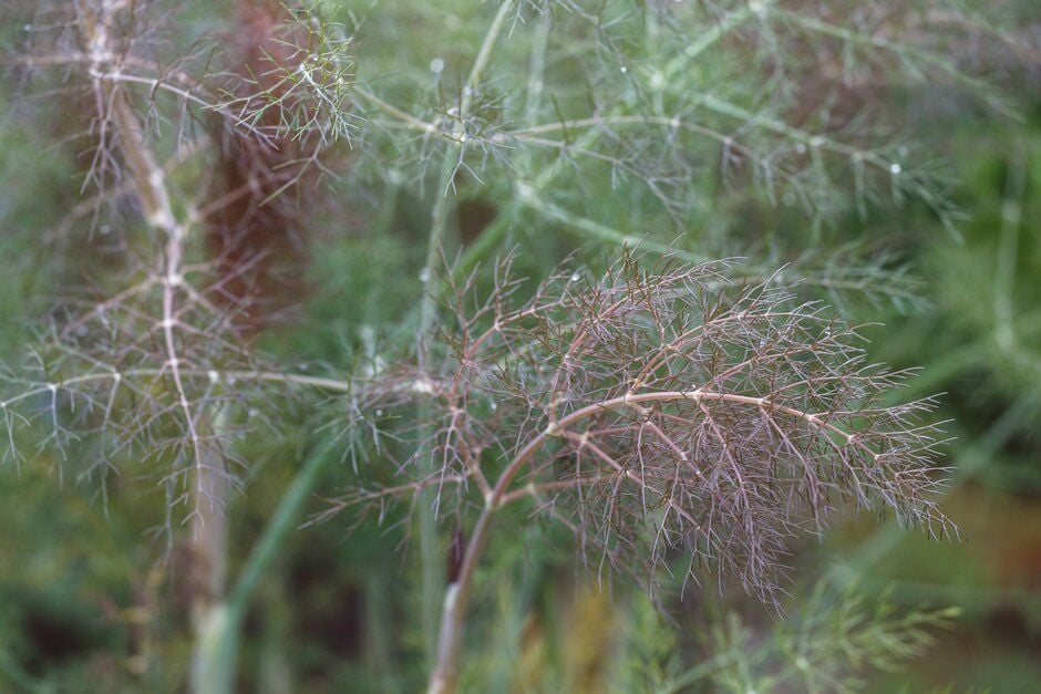 Bronze fennel