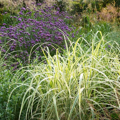 Plants with narrow leaves are well adapted to windy conditions