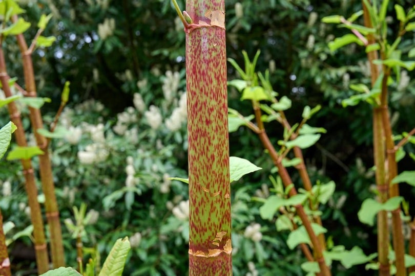 Japanese Knotweed | RHS Advice