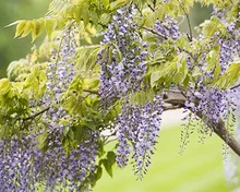 5 good reasons to plant climbers