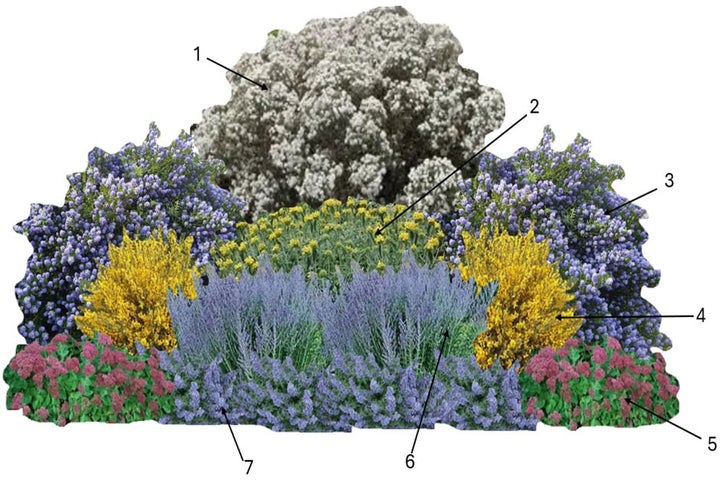 Drought Tolerant Flowering Plants Drought Tolerant Herb & Flower Seeds