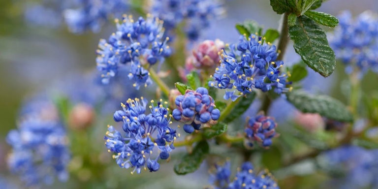 Buy ceanothus from RHSplants.co.uk