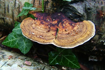 Bracket fungi