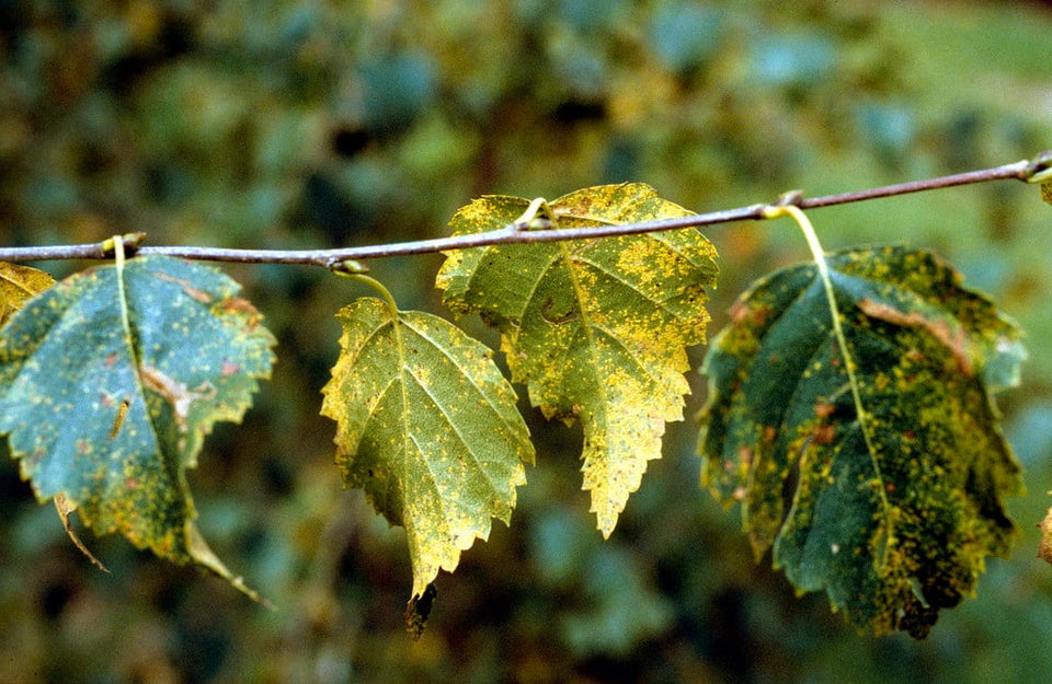 Rust diseases: Symptoms & Control | RHS Advice