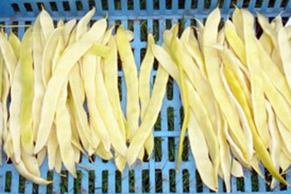 Golden Ribbon Beans How to grow French beans | RHS Guide
