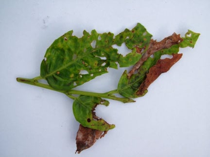 Laurel: leaf diseases