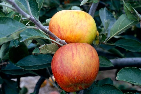 'Ribston Pippin' AGM