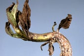 Rust diseases: Symptoms & Control | RHS Advice