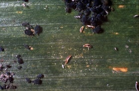 Aphid Predators: Natural Pest Control | RHS Advice