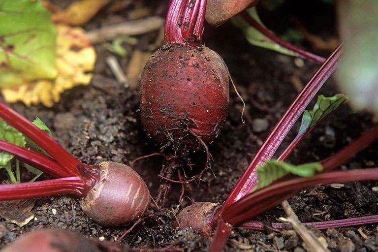 How to grow Beetroot | RHS Guide