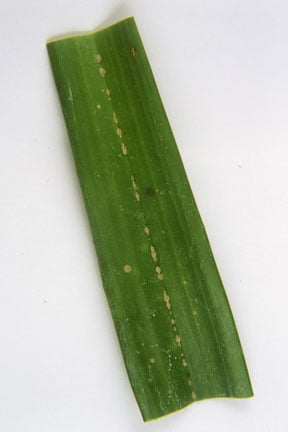 Orchid and other diaspid scale insects