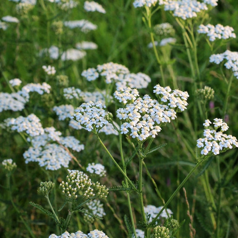 Yarrow in lawns