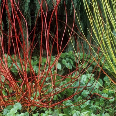 Colourful stems of dogwood, which copes with fluctuating wet & dry