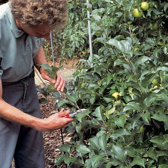Apples and pears: summer pruning 
