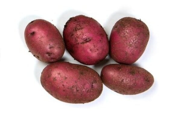 'Red Duke of York' AGM