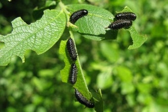 Willow leaf beetles