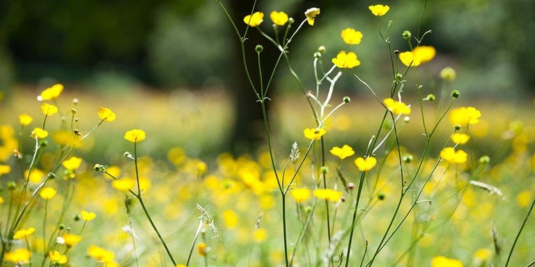 Buy ranunculus from RHSplants.co.uk