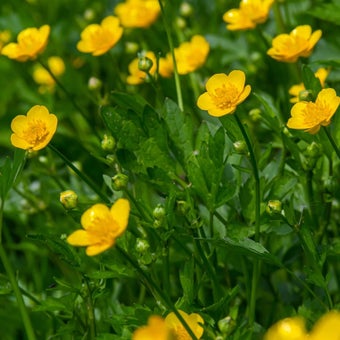 Creeping buttercup