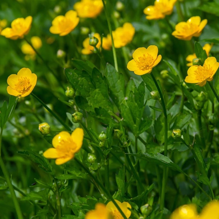 Creeping buttercup