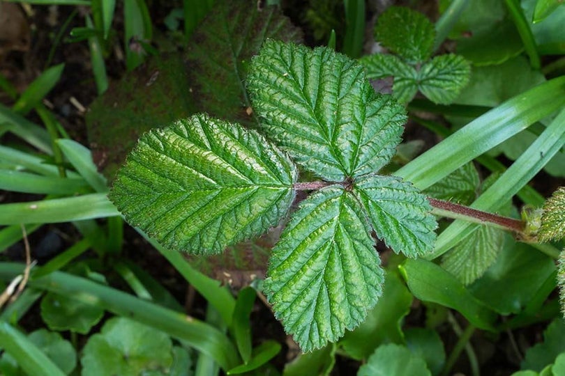 Brambles | RHS Advice