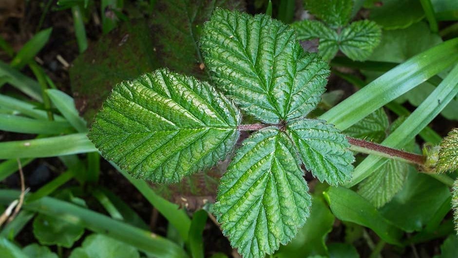 Different Brambles Brambles | RHS Advice