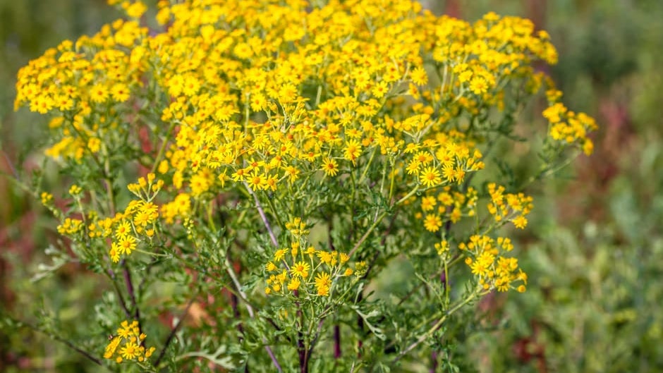Ragwort | RHS Advice
