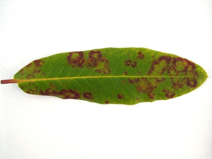 Rhododendron diseases: Symptoms & Control | RHS Advice