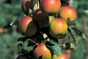 How to grow pears | RHS Guide