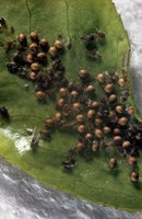 Aphid Predators: Natural Pest Control | RHS Advice