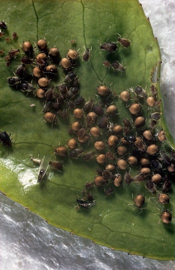 Aphid Predators: Natural Pest Control | RHS Advice