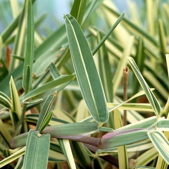 Lawns in Mediterranean regions