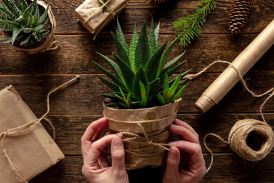 Best houseplants to give as gifts
