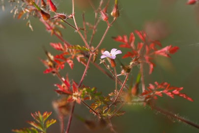 herb-robert-rhs-advice