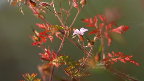 Herb Robert RHS Advice herb-robert-rhs-advice