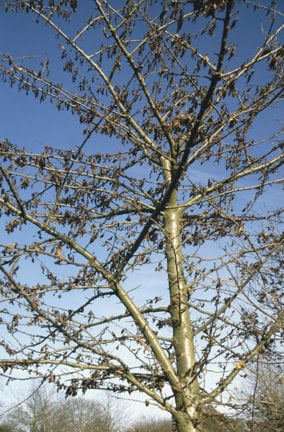 Cherry leaf scorch and leaf spot