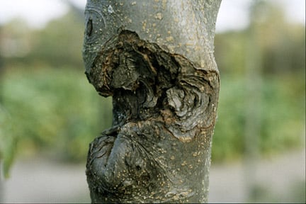 Apple canker