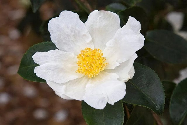 Winter-flowering climbers and shrubs