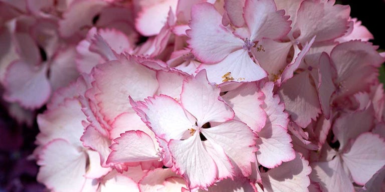 Buy hydrangeas from RHSplants.co.uk