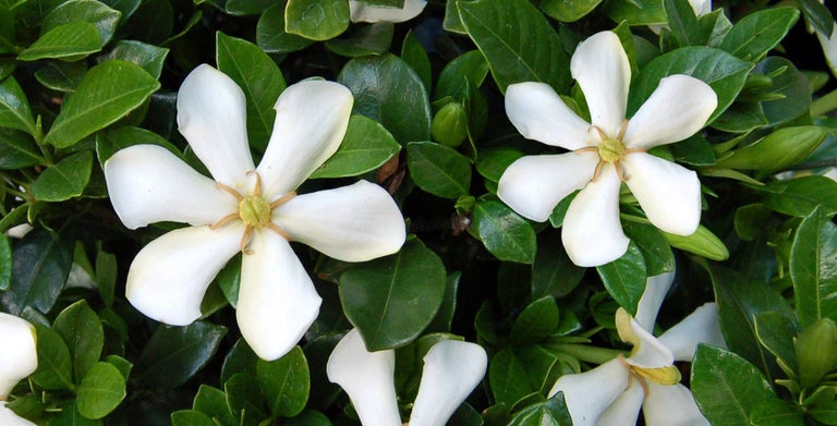 Gardenia