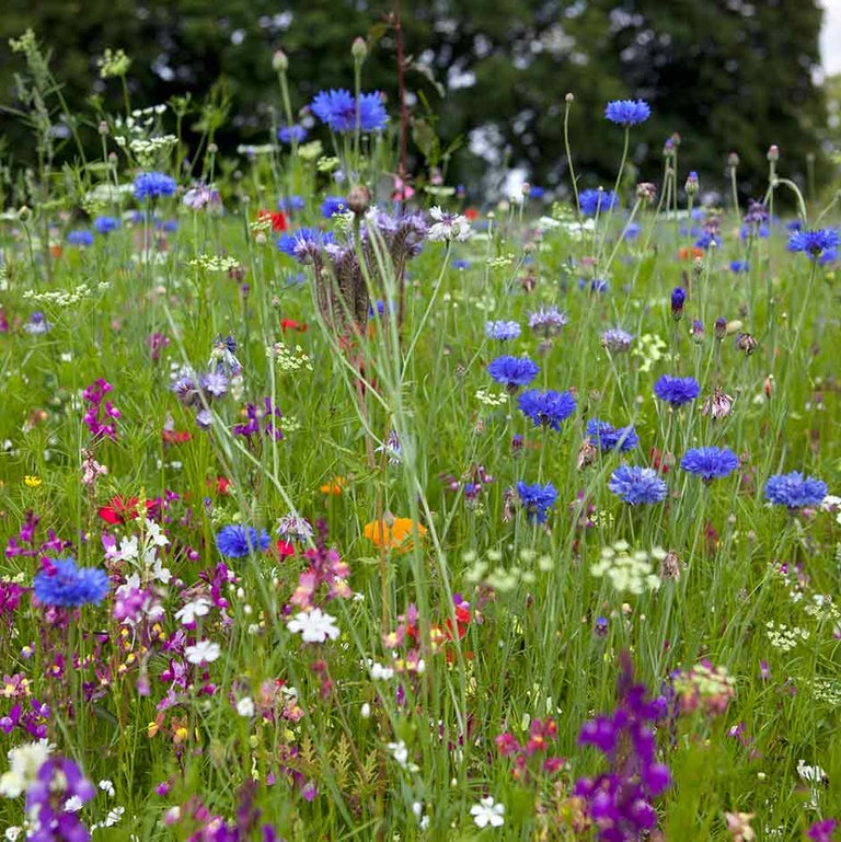 How to grow hardy annuals from seed in autumn