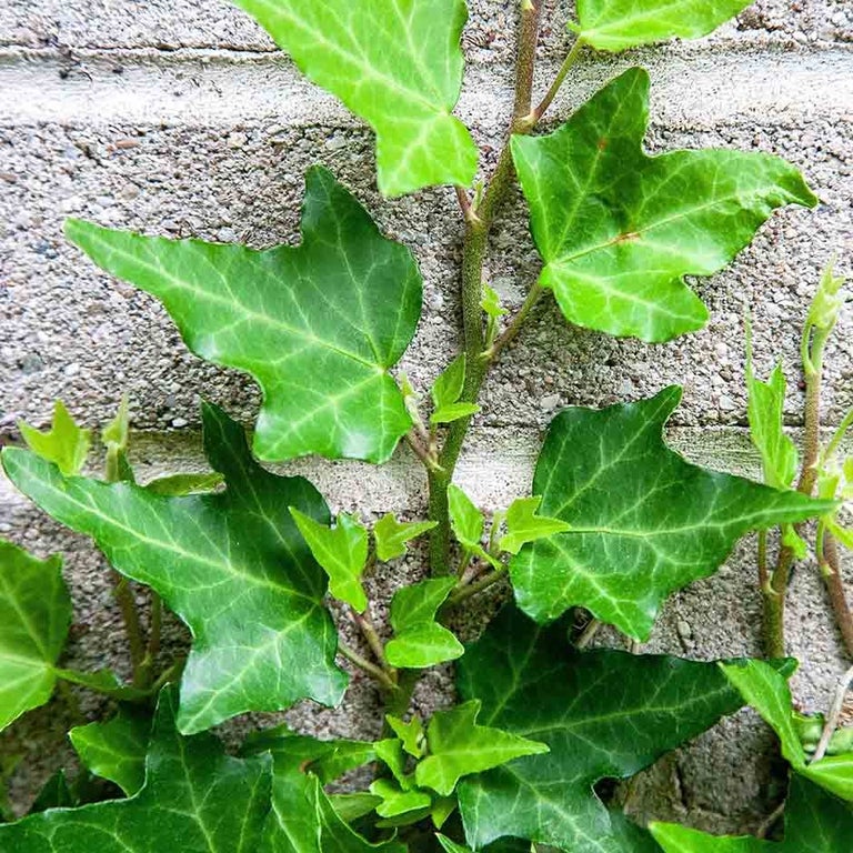 Ivy on buildings and fences 