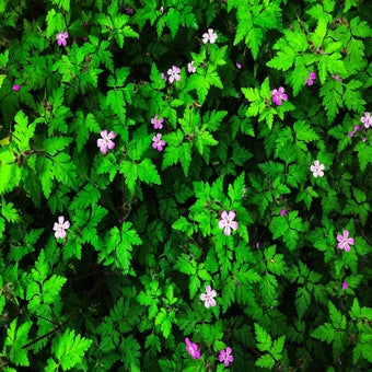 Herb robert