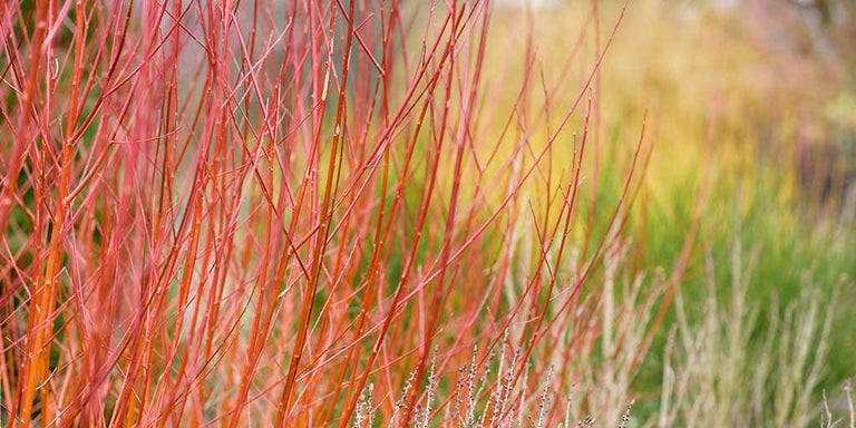 Buy Cornus from RHSplants.co.uk