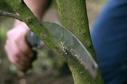How to prune a tree